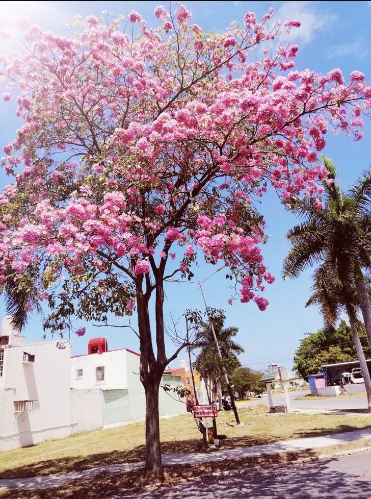 El makulís: el árbol que pinta de color rosa a Yucatán, Campeche y Quintana Roo