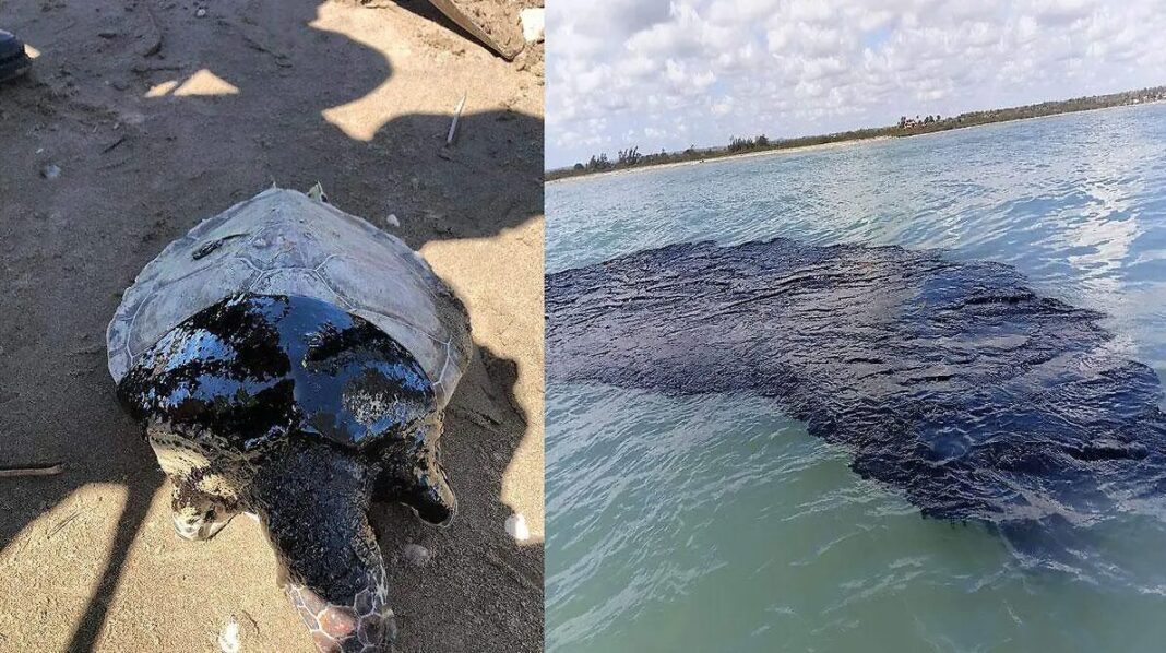 Daño ambiental en el Golfo de México: derrame de hidrocarburos revela múltiples fuentes y golpea a pescadores de Veracruz