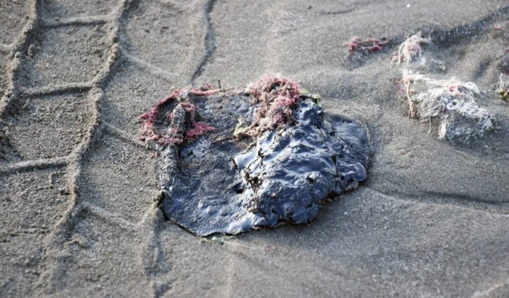 Daño ambiental en el Golfo de México: derrame de hidrocarburos revela múltiples fuentes y golpea a pescadores de Veracruz