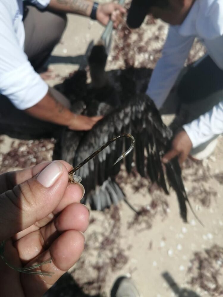 Rescatan a pelícano atrapado con anzuelos en playa de Chelem; intervención ciudadana permite salvarlo