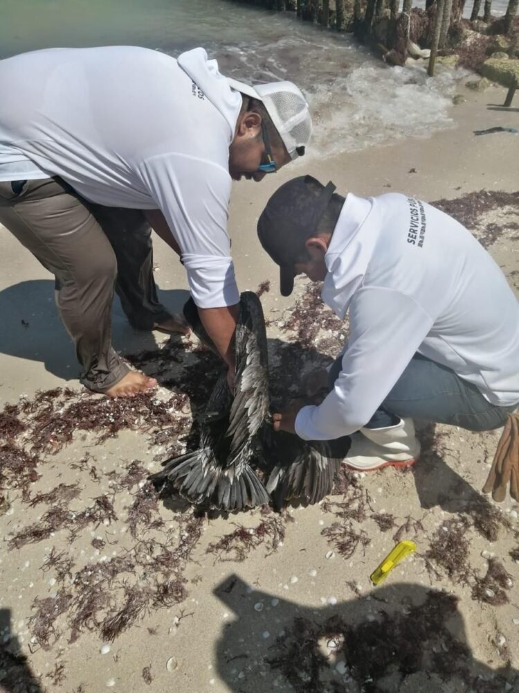 Rescatan a pelícano atrapado con anzuelos en playa de Chelem; intervención ciudadana permite salvarlo
