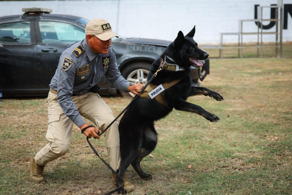 Gobierno del Estado de Yucatán integra nuevos binomios caninos para detección de explosivos a la SSP / Joaquín Díaz Mena