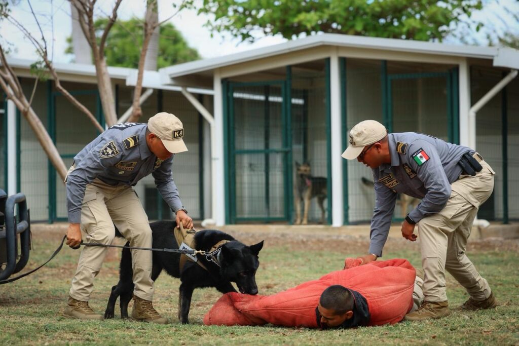 Gobierno del Estado de Yucatán integra nuevos binomios caninos para detección de explosivos a la SSP / Joaquín Díaz Mena
