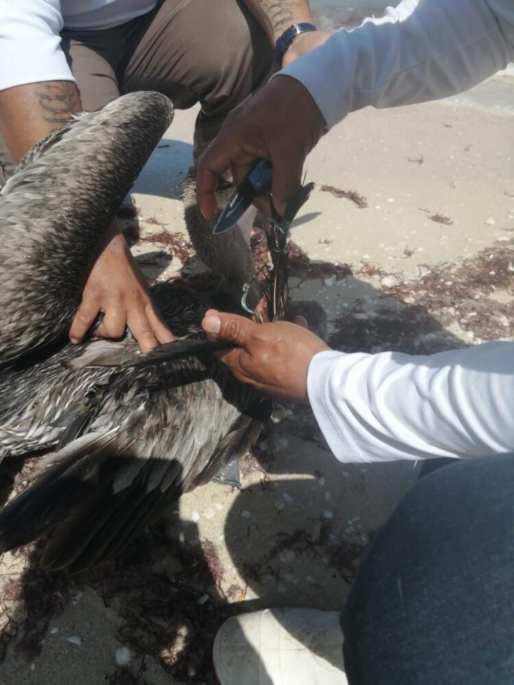 Rescatan a pelícano atrapado con anzuelos en playa de Chelem; intervención ciudadana permite salvarlo