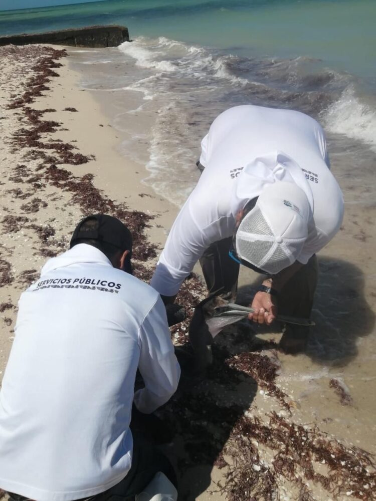 Rescatan a pelícano atrapado con anzuelos en playa de Chelem; intervención ciudadana permite salvarlo