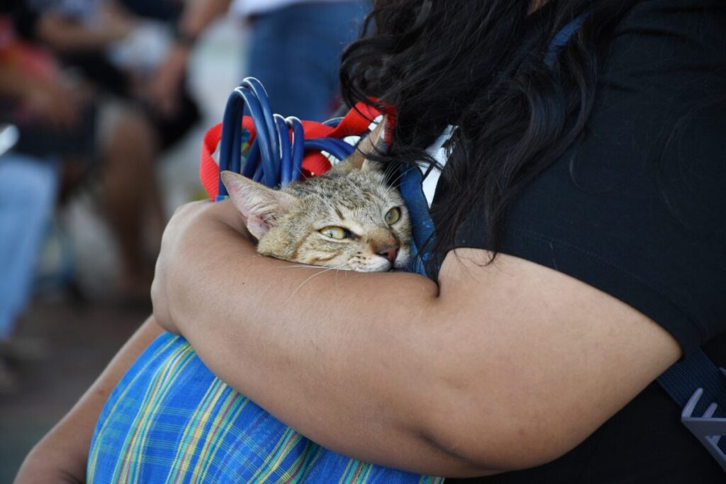 SSY pone en marcha la Primera Semana Nacional de Vacunación Antirrábica Canina y Felina en Yucatán / Renacimiento Maya