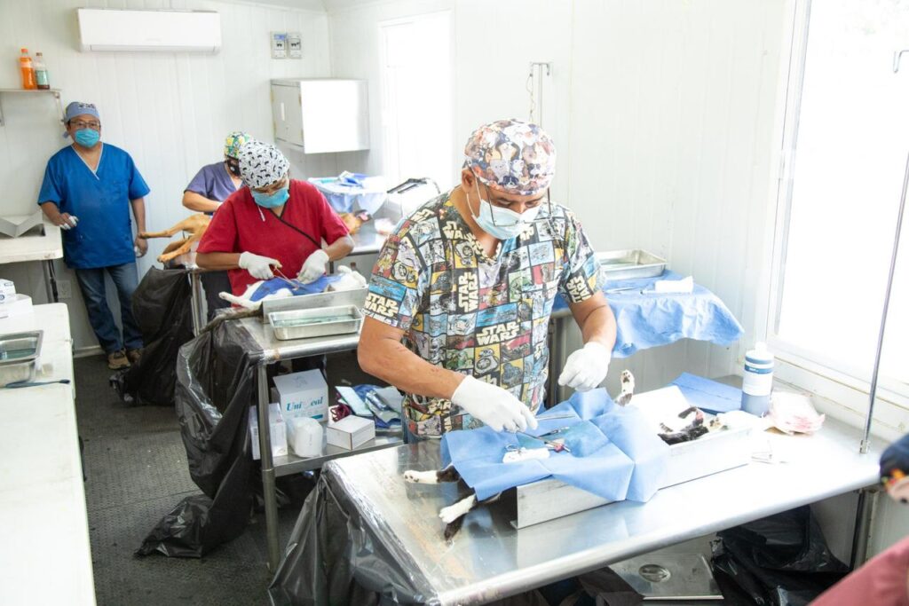 Se llevó a cabo una nueva jornada masiva de esterilizaciones