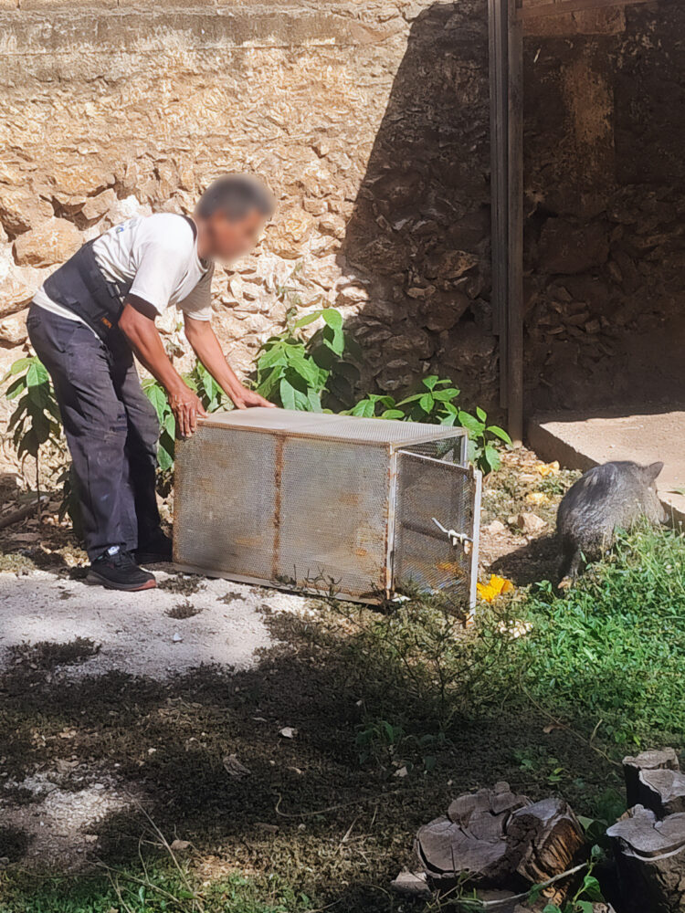 Profepa asegura a 103 ejemplares de vida silvestre en Mérida y sus alrededores