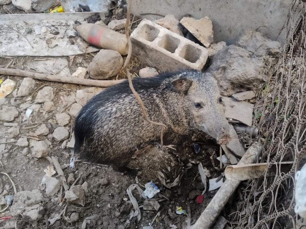 Profepa asegura a 103 ejemplares de vida silvestre en Mérida y sus alrededores