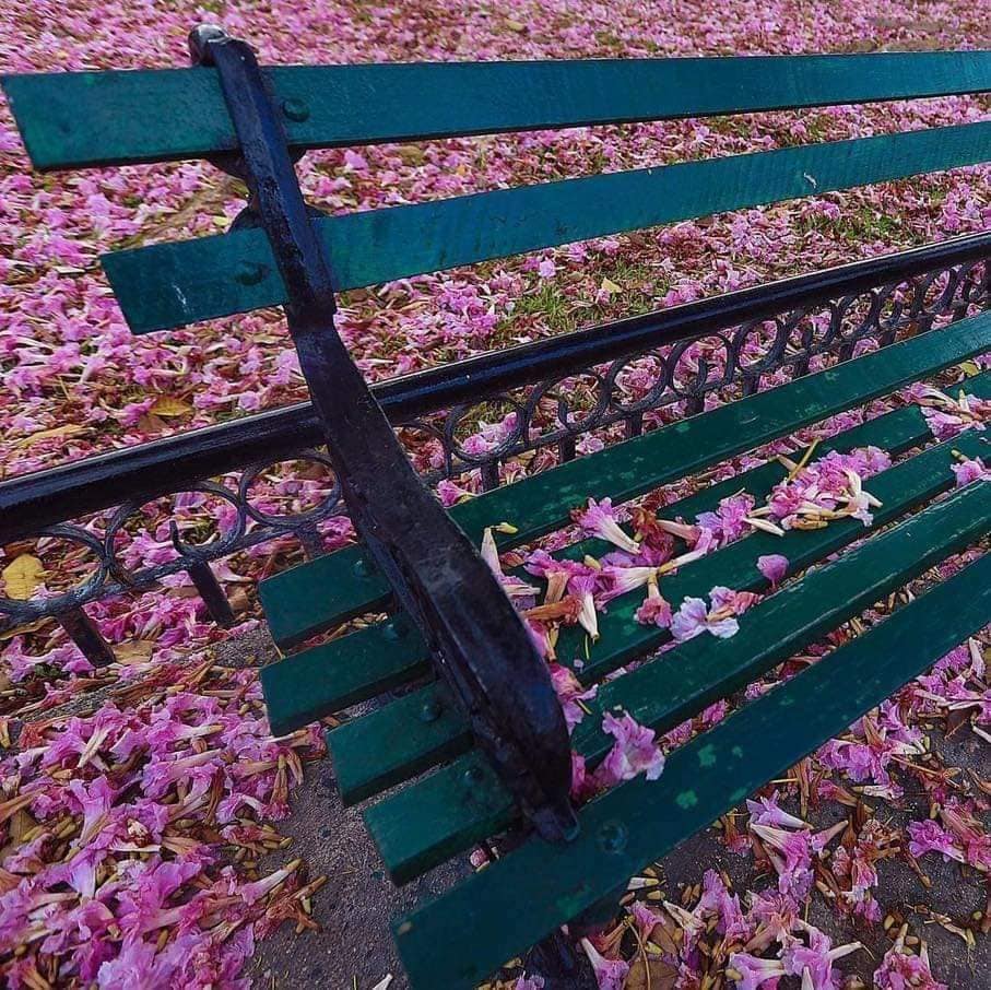 El makulís: el árbol que pinta de color rosa a Yucatán, Campeche y Quintana Roo