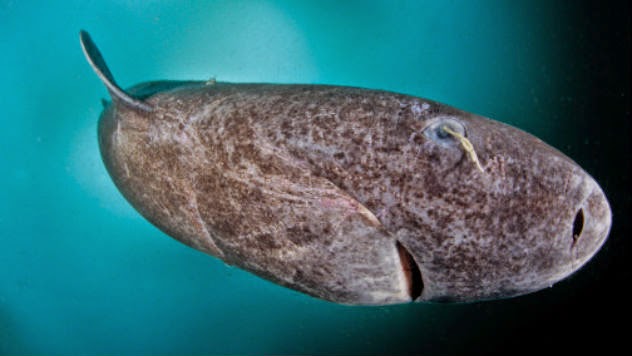 Hallazgo histórico: Científicos localizan un tiburón de Groenlandia de casi 400 años de edad