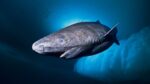 Hallazgo histórico: Científicos localizan un tiburón de Groenlandia de casi 400 años de edad