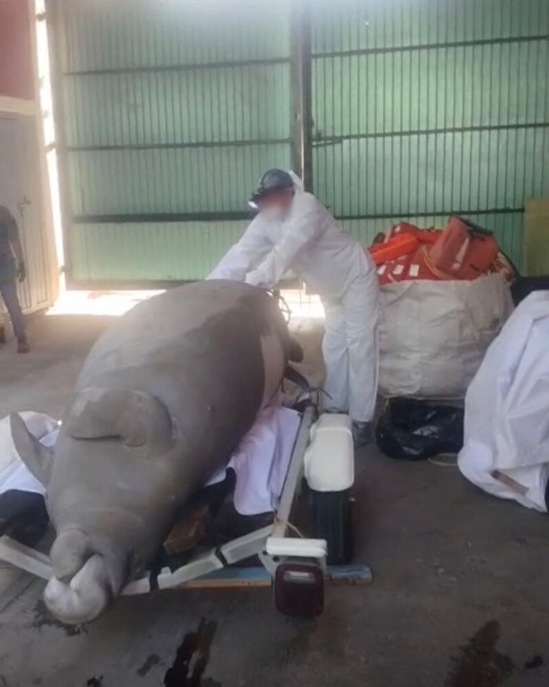 Muerte de manatí en el río Coatzacoalcos, Veracruz es investigado por la Profepa; presentaba lesiones por impacto