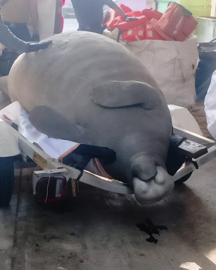 Muerte de manatí en el río Coatzacoalcos, Veracruz es investigado por la Profepa; presentaba lesiones por impacto