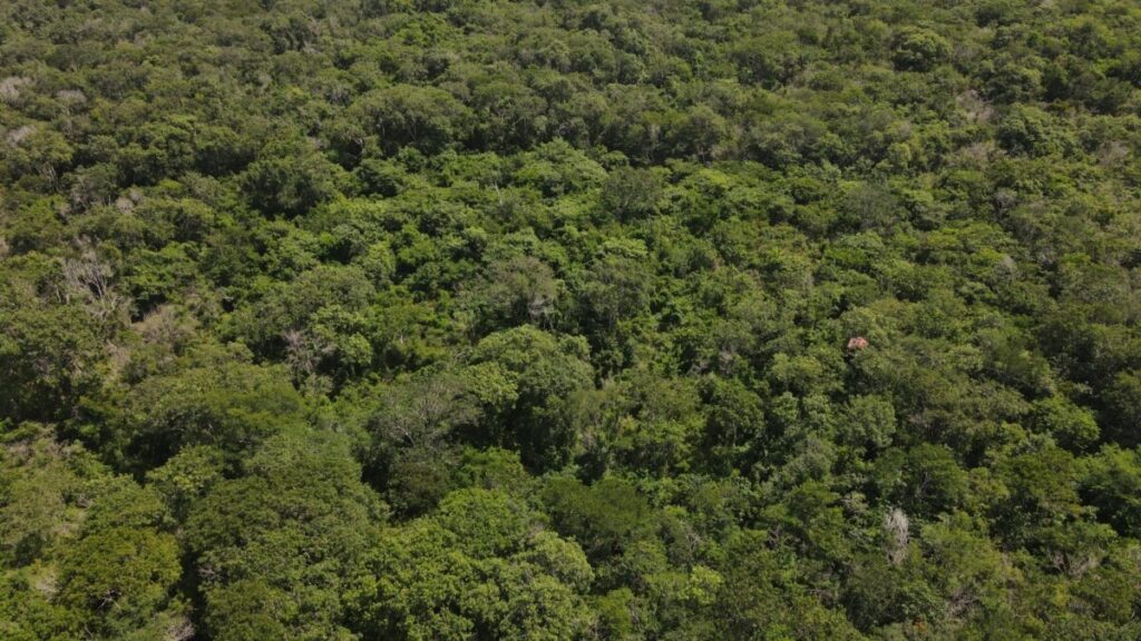 Sujetos a proceso por delitos ambientales en la Reserva Cuxtal de Mérida, Yucatán / Ayuntamiento de Mérida