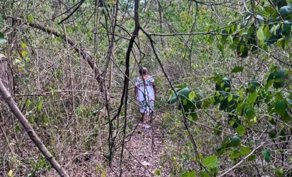 SSP Yucatán realiza operativo de búsqueda para localizar a hombre extraviado en los montes de Oxkutzcab