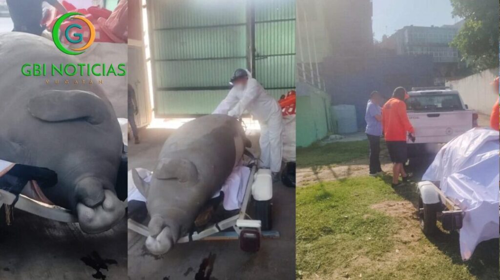 Muerte de manatí en el río Coatzacoalcos, Veracruz es investigado por la Profepa; presentaba lesiones por impacto