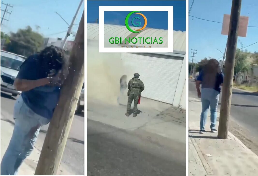 (Video) Ataque de abejas en Culiacán deja a mujer hospitalizada con más de 200 picaduras