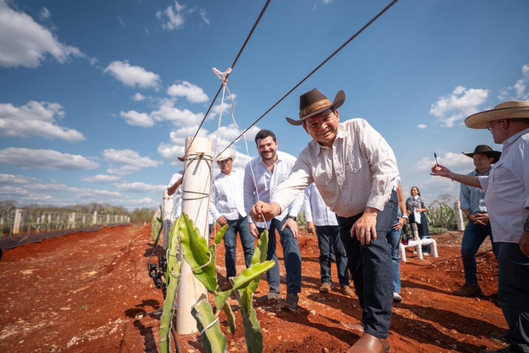 Pitahaya Valley posiciona a Yucatán como referente nacional en producción de pitahaya