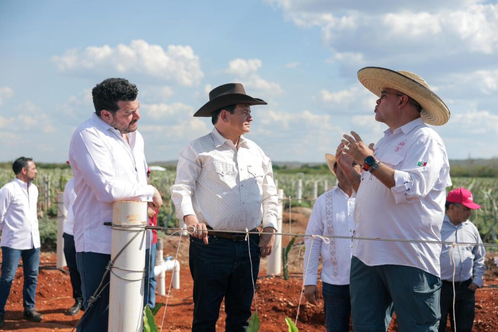 Pitahaya Valley posiciona a Yucatán como referente nacional en producción de pitahaya