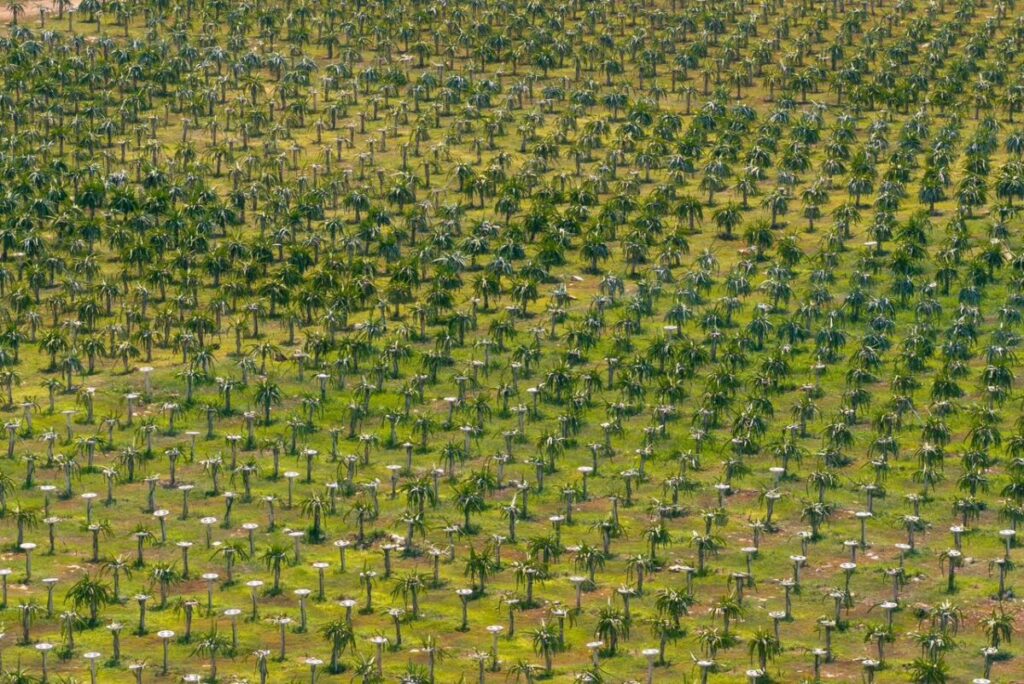 Pitahaya Valley posiciona a Yucatán como referente nacional en producción de pitahaya