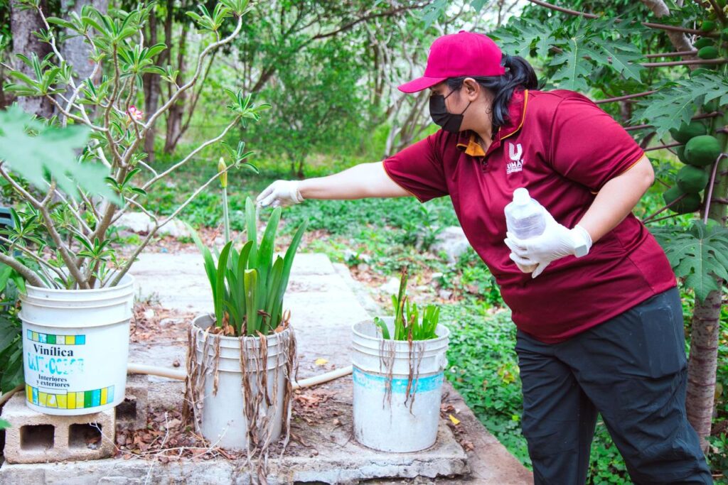 Umán refuerza la prevención del dengue con el Programa de Abatización 2026