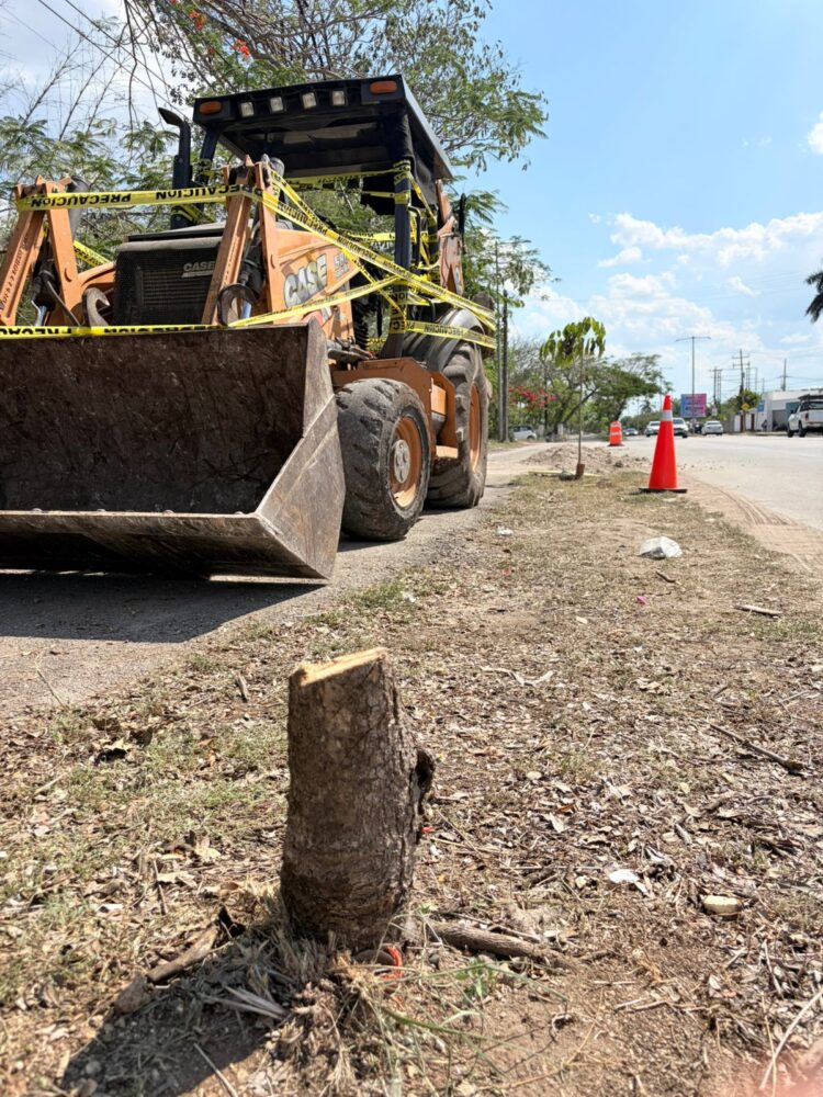 Vecinas y vecinos detienen tala ilegal de árboles en Cholul en colaboración con el Ayuntamiento de Mérida