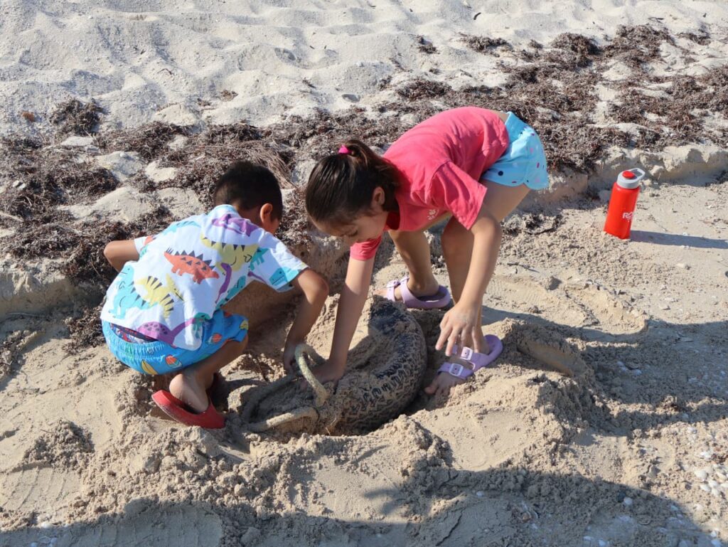 Gobierno de Yucatán sanea Playa Cerditos como parte del programa de limpieza costera en Progreso