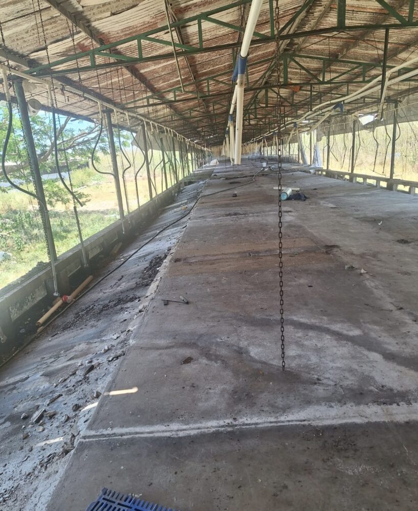 Profepa cierra granja porcícola en Santa María de Mérida, tras retiro de más de 41 mil cerdos