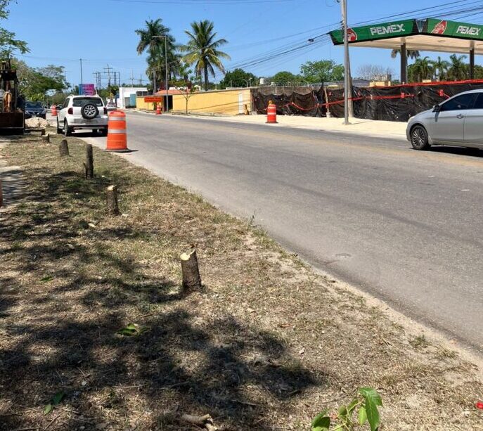 Ayuntamiento de Mérida aplica multa histórica de casi 600,000 pesos a gasolinera por la tala de Maculís en Cholul