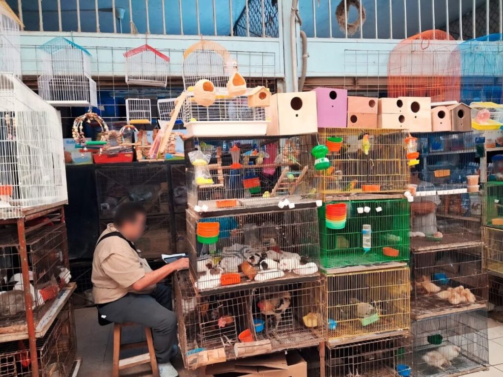 Profepa decomisa 34 ejemplares de fauna silvestre ilegal en el mercado Lucas de Gálvez de Mérida