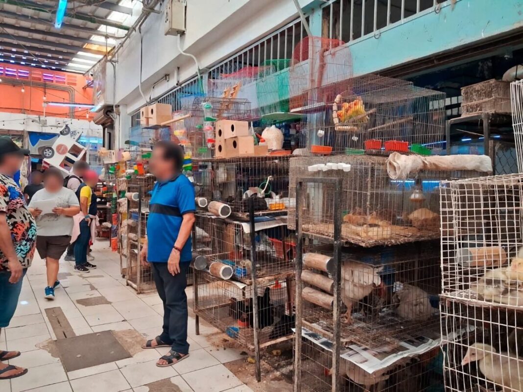 Profepa decomisa 34 ejemplares de fauna silvestre ilegal en el mercado Lucas de Gálvez de Mérida