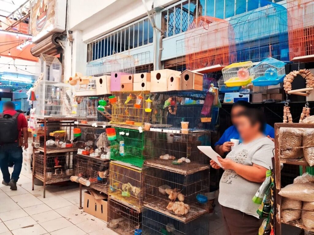 Profepa decomisa 34 ejemplares de fauna silvestre ilegal en el mercado Lucas de Gálvez de Mérida