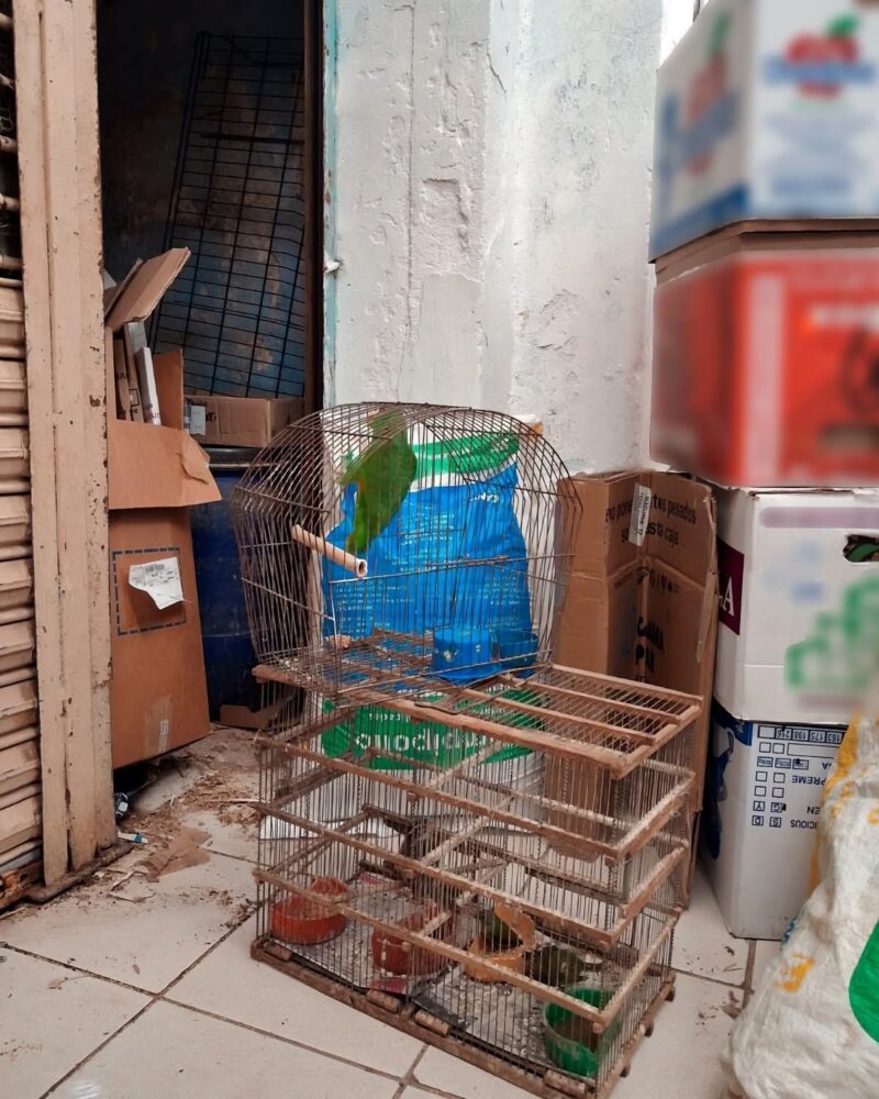 Profepa decomisa 34 ejemplares de fauna silvestre ilegal en el mercado Lucas de Gálvez de Mérida