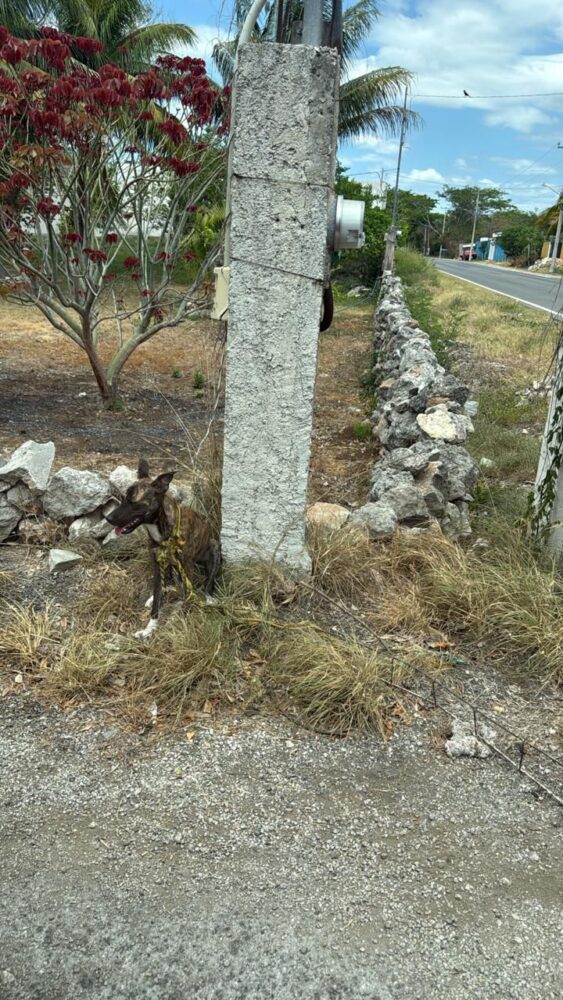 Rescatan a perrita abandonada y amarrada a un poste en Chalmuch, Mérida/ FGE de Yucatán