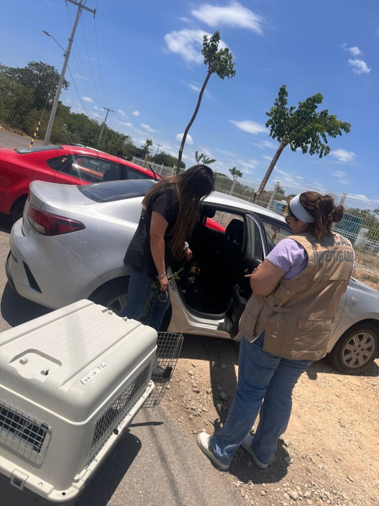 Rescatan a perrita abandonada y amarrada a un poste en Chalmuch, Mérida/ FGE de Yucatán