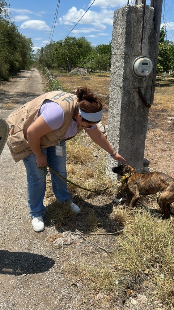 Rescatan a perrita abandonada y amarrada a un poste en Chalmuch, Mérida/ FGE de Yucatán