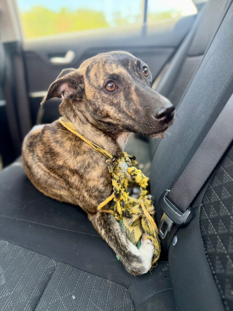 Rescatan a perrita abandonada y amarrada a un poste en Chalmuch, Mérida/ FGE de Yucatán