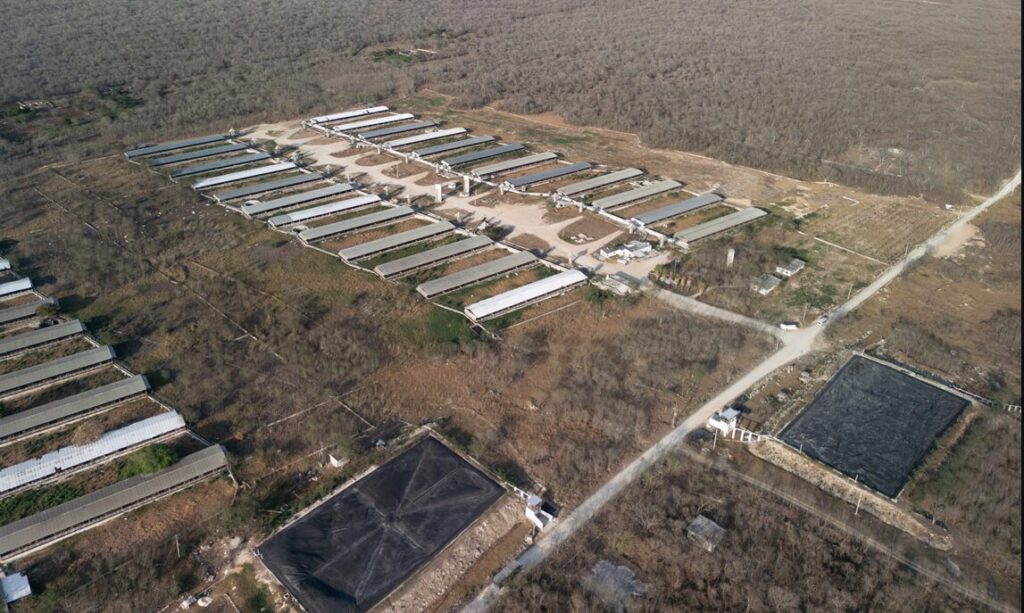 Profepa cierra granja porcícola en Santa María de Mérida, tras retiro de más de 41 mil cerdos
