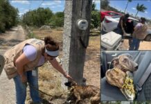 Rescatan a perrita abandonada y amarrada a un poste en Chalmuch, Mérida/ FGE de Yucatán