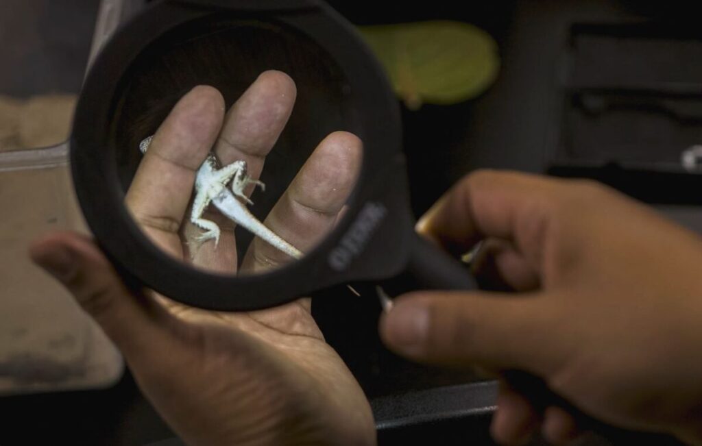 Investigadores de la ENES Mérida de la UNAM utilizan a las lagartijas de las dunas costeras como indicadores del impacto del calentamiento global