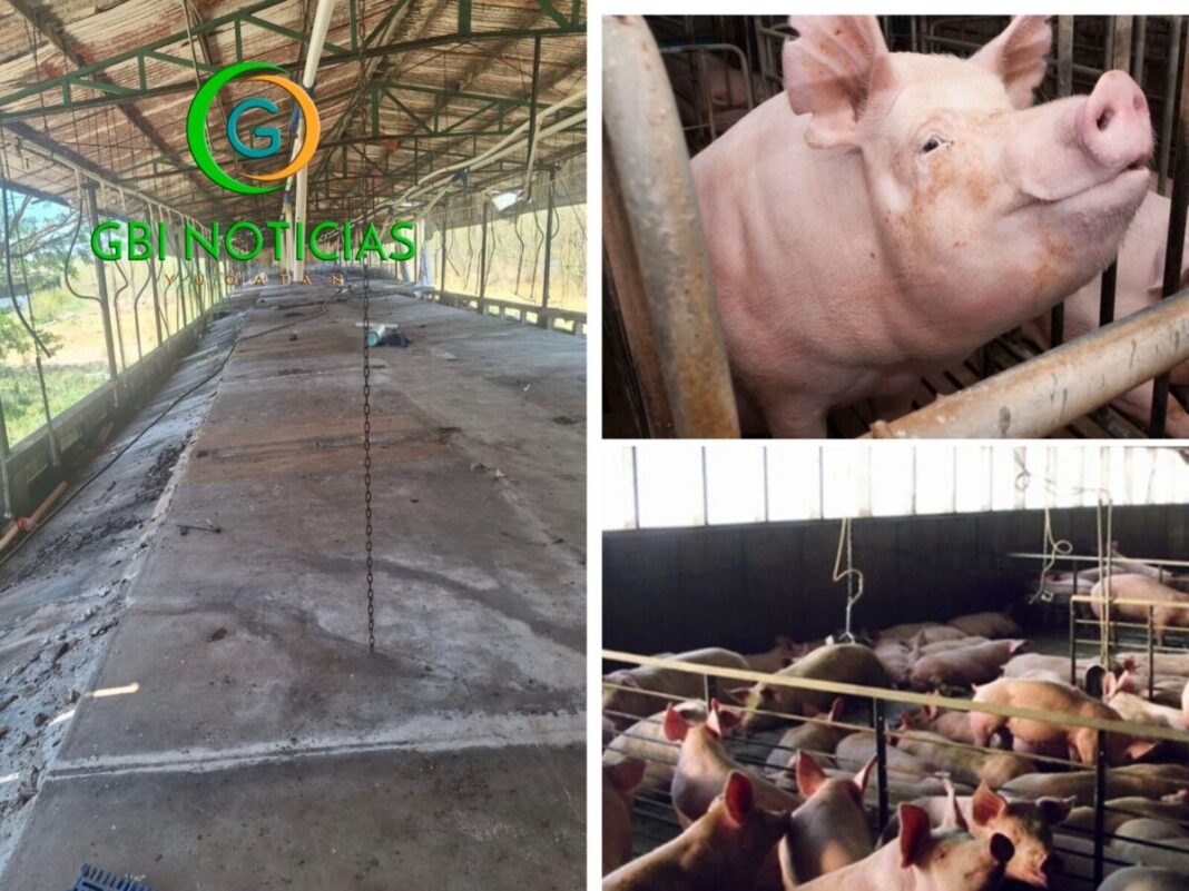 Profepa cierra granja porcícola en Santa María de Mérida, tras retiro de más de 41 mil cerdos