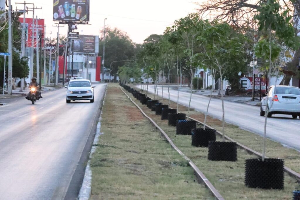 Contenedores Air-Pot con árboles de ciricote en el camellón de Circuito Colonias