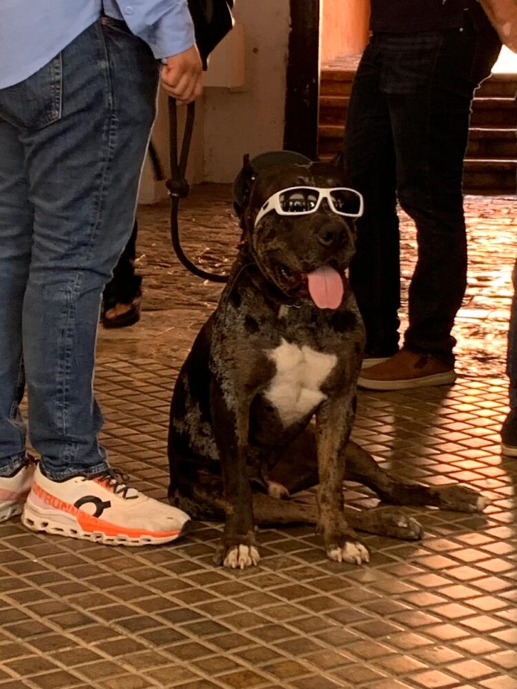 La UPA esclarece el caso de "ZEUS", se queda bajo resguardo y se valorará su salud tras haber sido golpeado