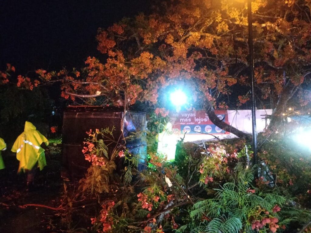 Elementos de Protección Civil de Umán y bomberos utilizando motosierras para retirar un árbol caído