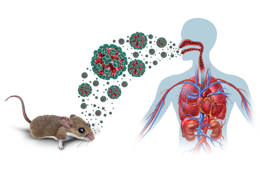 Alerta sanitaria por hantavirus y la importancia de las medidas preventivas en la población