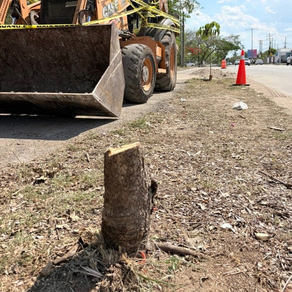 Ayuntamiento de Mérida aplica multa histórica de casi 600,000 pesos a gasolinera por la tala de Maculís en Cholul