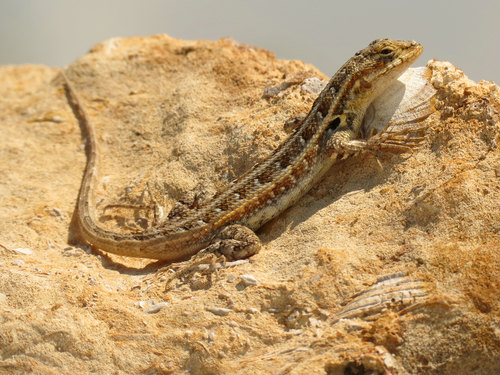 Investigadores de la ENES Mérida de la UNAM utilizan a las lagartijas de las dunas costeras como indicadores del impacto del calentamiento global