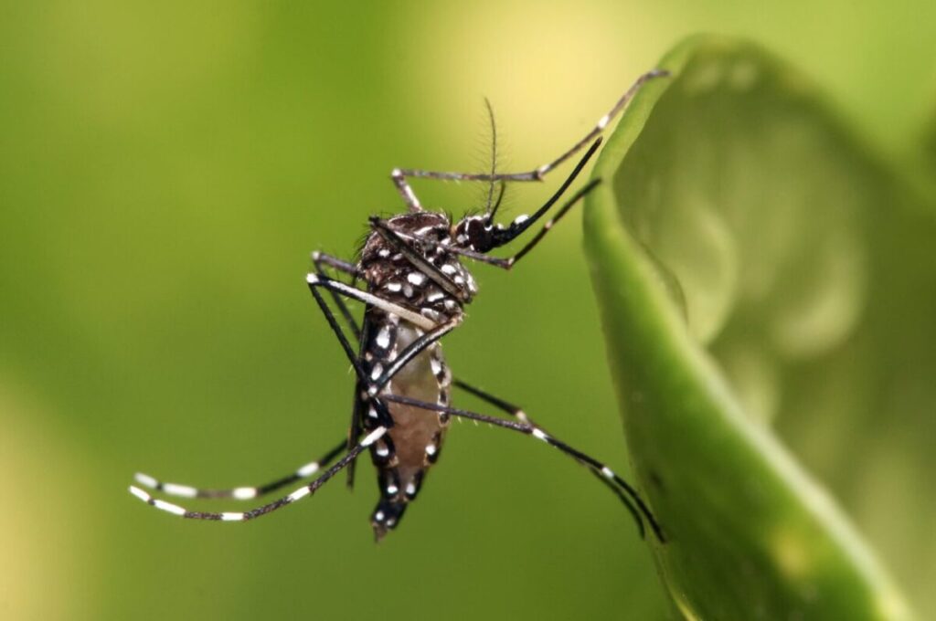 Yucatán reduce en 87.8% los casos de dengue gracias a estrategia integral de prevención y control / Servicios de Salud de Yucatán