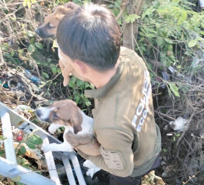 Elementos policiacos se movilizan en Kanasín para poner a salvo a tres cachorros.